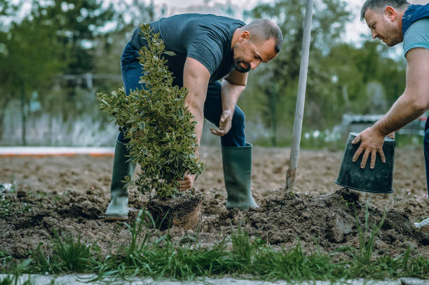 Best Root Management and Removal  in Cienegas Terrace, TX
