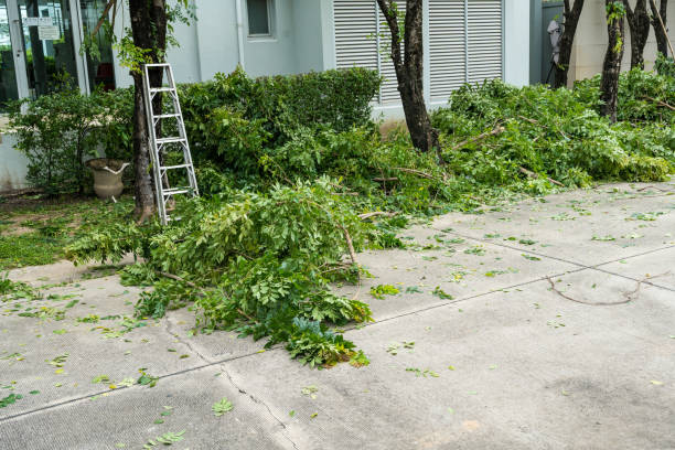 Best Organic Lawn Care Solutions  in Cienegas Terrace, TX