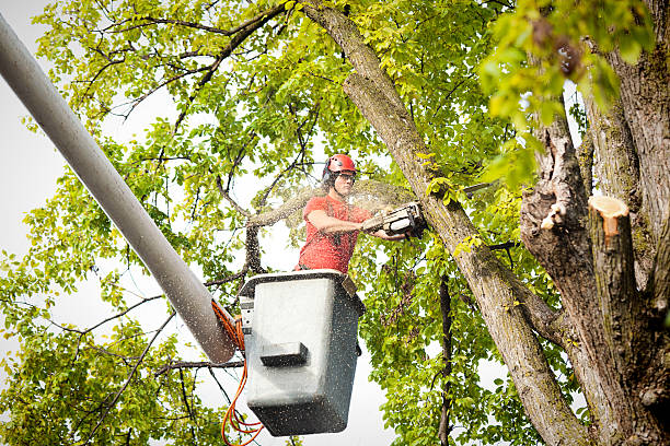 Best Utility Line Clearance  in Cienegas Terrace, TX
